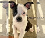 Small Boston Terrier