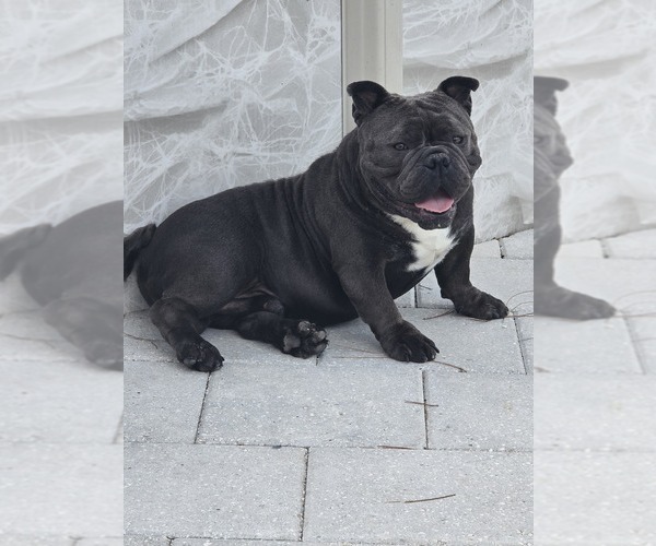 Medium Photo #1 American Bully Puppy For Sale in NORTH PORT, FL, USA