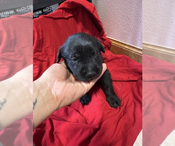 Medium Photo #8 Labrador Retriever Puppy For Sale in FARGO, ND, USA