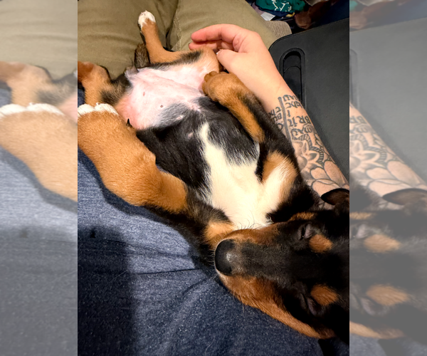 Medium Photo #14 Doberman Pinscher-Unknown Mix Puppy For Sale in Buffalo, MN, USA