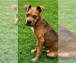 Small #1 Boxer Mix