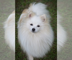 Pomeranian Puppy for sale in SPRINGFIELD, MO, USA
