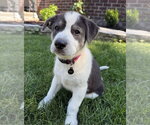 Small Labrador Retriever Mix