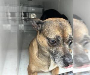 German Shepherd Dog-Unknown Mix Dogs for adoption in Houston, TX, USA