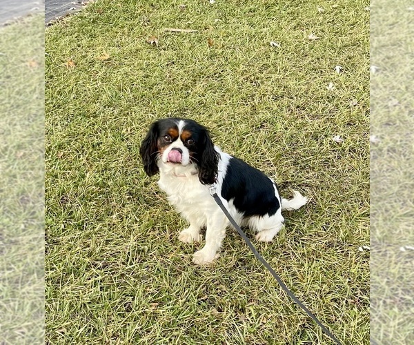 Medium Photo #1 Cavalier King Charles Spaniel Puppy For Sale in MOUNT PLEASANT, MI, USA