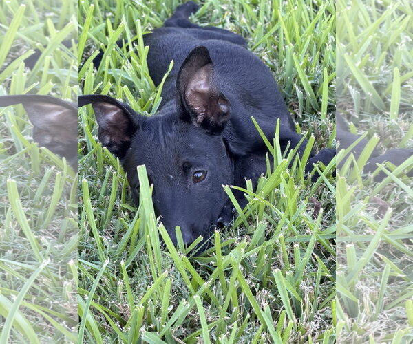 Medium Photo #1 Labrador Retriever-Unknown Mix Puppy For Sale in The Woodlands, TX, USA
