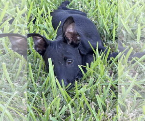 Labrador Retriever-Unknown Mix Dogs for adoption in The Woodlands, TX, USA