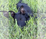 Sinjin - Male Labrador Retriever-Unknown Mix Dog for Adoption - Small photo