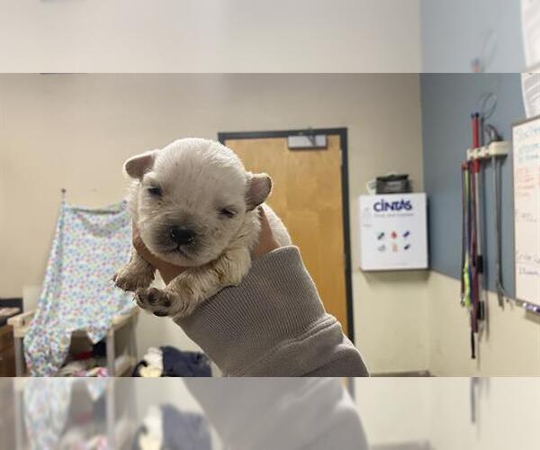 Medium Photo #1 Chihuahua-Unknown Mix Puppy For Sale in Modesto, CA, USA