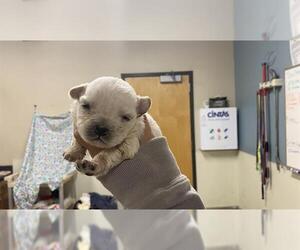 Chihuahua-Unknown Mix Dogs for adoption in Modesto, CA, USA