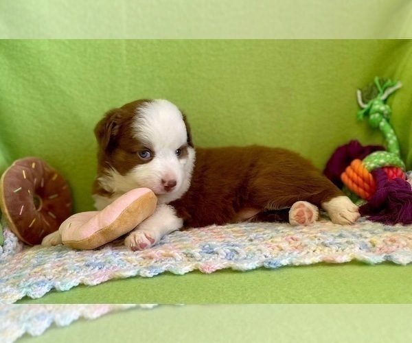 Medium Photo #9 Miniature Australian Shepherd Puppy For Sale in BOUSE, AZ, USA