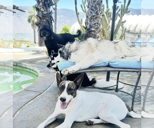 Cedar - Male Mutt Dog for Adoption - Photo #6