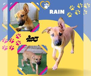Mutt Dogs for adoption in Lindsay, CA, USA