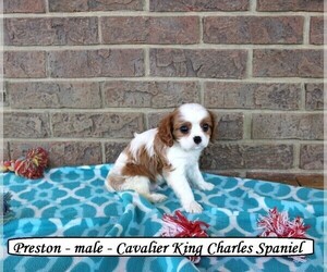 Cavalier King Charles Spaniel Puppy for sale in CLARKRANGE, TN, USA