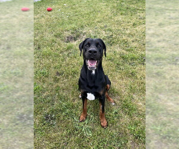 Medium Photo #1 Doberman Pinscher-Mastiff Mix Puppy For Sale in Toronto, Ontario, Canada