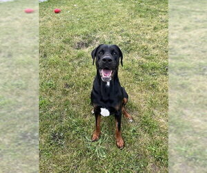 Doberman Pinscher-Mastiff Mix Dogs for adoption in Toronto, Ontario, Canada