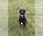 Small Doberman Pinscher-Mastiff Mix