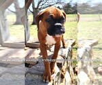 Small Photo #3 Boxer Puppy For Sale in CABOOL, MO, USA