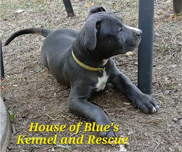 Medium Photo #25 American Pit Bull Terrier Puppy For Sale in DELAWARE, OH, USA