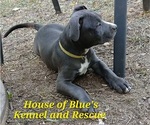 Small #24 American Pit Bull Terrier