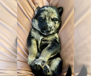 Catahoula Leopard Dog-German Shepherd Dog Mix Puppy for sale in AMERICAN LAKE, WA, USA