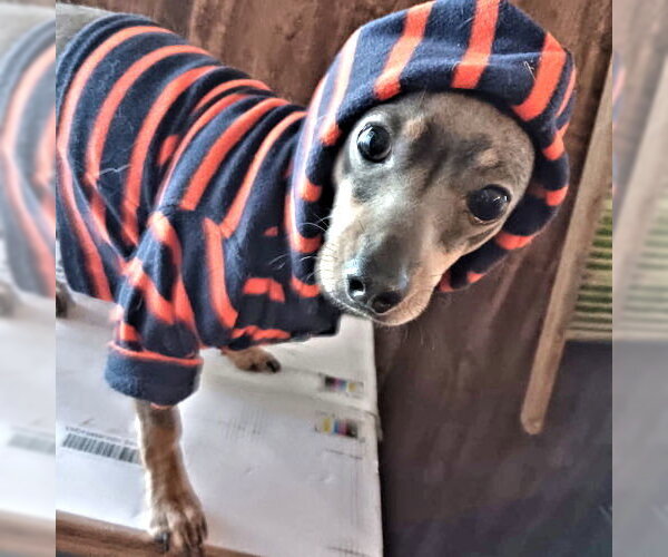 Medium Photo #3 Miniature Pinscher Puppy For Sale in Rutherfordton, NC, USA