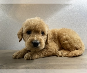Labradoodle Puppy for sale in SEMMES, AL, USA