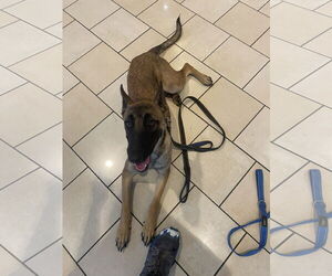 Becca - AZ - COURTESY POST - Female Mutt Dog for Adoption - Photo #2