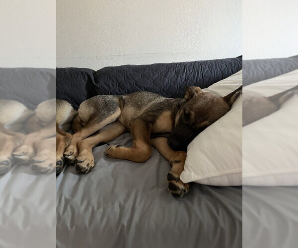 Medium Photo #8 Siberian Husky-Unknown Mix Puppy For Sale in Dana Point, CA, USA