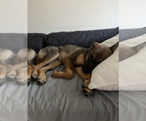 Celeste - Female Siberian Husky-Unknown Mix Dog for Adoption - Photo #8