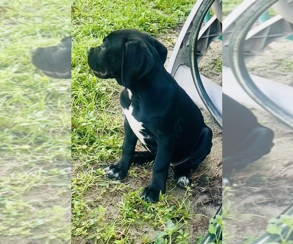 Medium Photo #3 German Shorthaired Pointer-Valley Bulldog Mix Puppy For Sale in FROSTPROOF, FL, USA