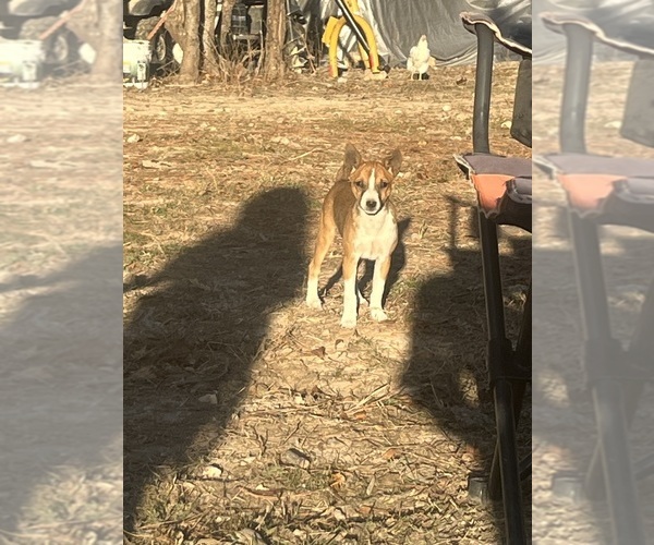 Medium Photo #5 Rat Terrier Puppy For Sale in DORA, MO, USA