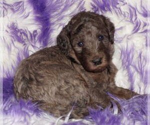 Labradoodle Puppy for sale in LA HABRA, CA, USA