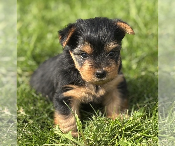 Medium Photo #7 Yorkshire Terrier Puppy For Sale in ROCK STREAM, NY, USA