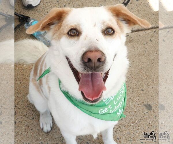 Medium Photo #5 Mutt Puppy For Sale in Washington, DC, USA