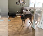 Small #3 German Shepherd Dog Mix