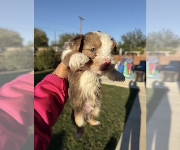 Medium Photo #5 Yorkshire Terrier Puppy For Sale in SCHERTZ, TX, USA