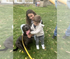 Millie - Female Shepradors Dog for Adoption - Photo #4