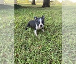 Small #3 Boston Terrier
