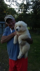 Great Pyrenees Puppy for sale in MONTGOMERY, TX, USA