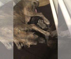 Mother of the Great Dane puppies born on 10/31/2023