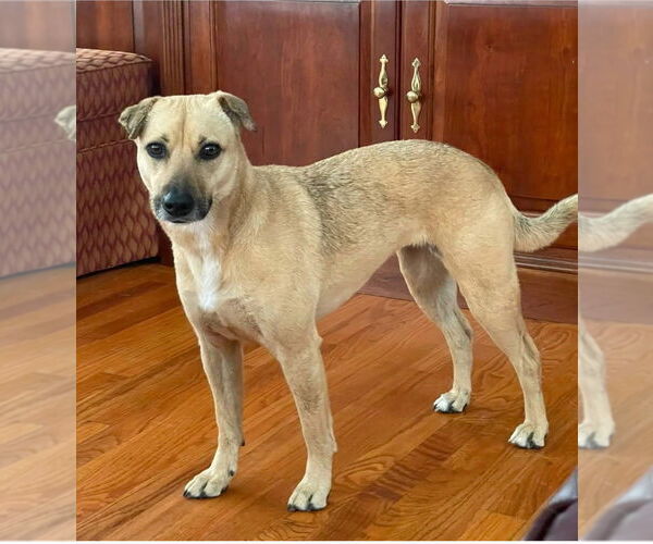 Medium Photo #3 Black Mouth Cur-Unknown Mix Puppy For Sale in St. Augustine, FL, USA