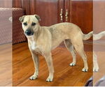 Small #2 Black Mouth Cur Mix
