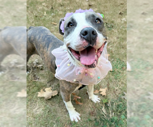 Medium Photo #3 American Staffordshire Terrier-Unknown Mix Puppy For Sale in Decatur, GA, USA