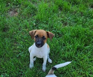Collie-Jack Russell Terrier Mix Puppy for sale in SHIPPENSBURG, PA, USA