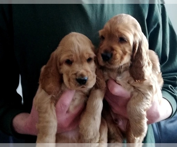 Medium Photo #2 English Cocker Spaniel Puppy For Sale in BRONX, NY, USA