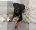Small #6 Rottweiler