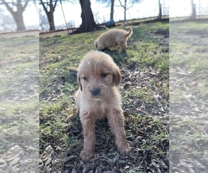 Golden Retriever Puppy for sale in HONEY GROVE, TX, USA