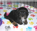 Small Photo #12 Poovanese Puppy For Sale in ORO VALLEY, AZ, USA