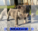 Small #12 American Bully
